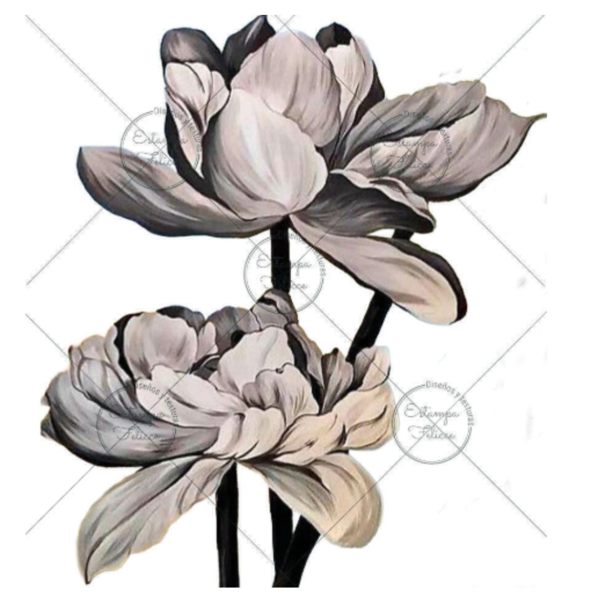 Transfer color - 30x33cms Estampa Felicce GG-10